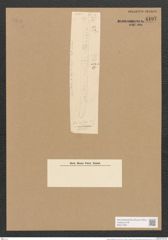 Nitzschia adriatica Grun. (de-Toni-Nr.: Genus 47, Species 2076) Zeichnungen Sammlung Grunow Nr. 4107 (NHMW-BOT-W0371967)